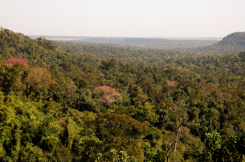 Política Forestal Nacional: impacto en inversiones rurales
